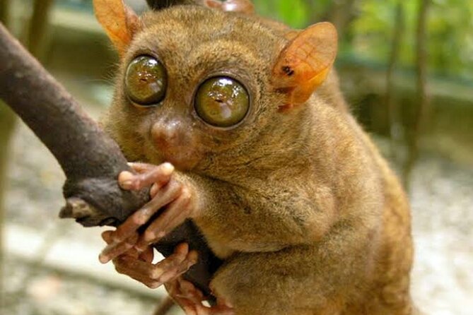 2025 Tarsier, Waterfalls & Chocolate Hills Tour - The price is strongest for small groups