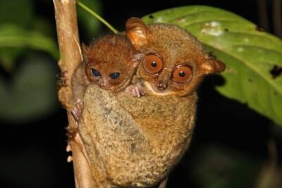 2025 Tarsier, Waterfalls & Chocolate Hills Tour
