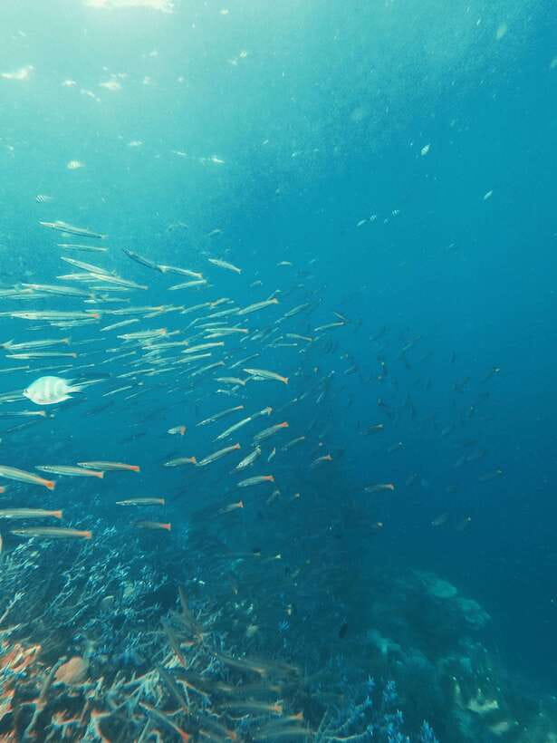 3DAYS AND 2NIGHTS SNORKEL ISLANDS HOPPING EXPEDITION - Crossing Palawan instead of repeating a day trip