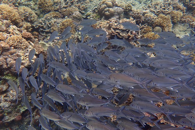 Anilao Snorkel Safari: Explore the Amazing Underwater World - Boarding the outrigger boat