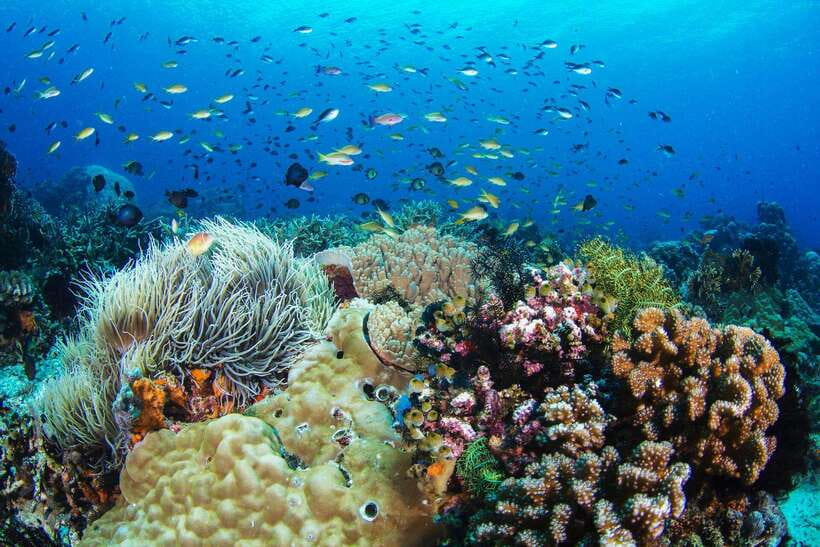 Apo Island Wonders: Snorkel with Sea Turtles in Dumaguete - Key points to know before you go