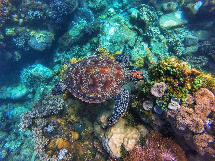 Apo Island Wonders: Snorkel with Sea Turtles in Dumaguete - Three hours in Apo Island’s protected water