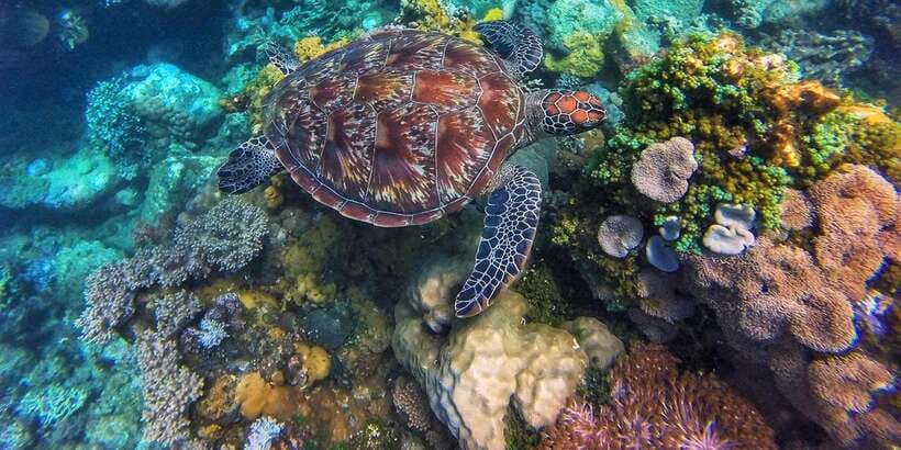 Apo Island Wonders: Snorkel with Sea Turtles in Dumaguete - What happens after the snorkeling period