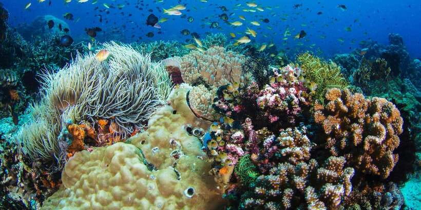 Apo Island Wonders: Snorkel with Sea Turtles in Dumaguete - Practical tips for a smoother day