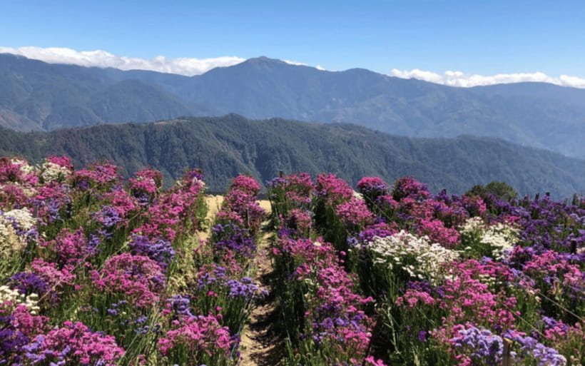 Baguio Atok Flower Blossoms (Private Tour) - The 6:00 AM pickup from Baguio
