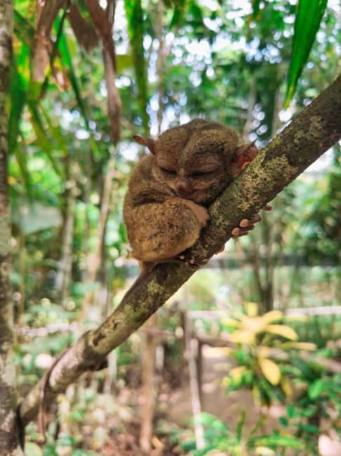 BEST OF BOHOL: Chocolate Hills & Tarsier w Lunch at Loboc - Guides, transport, and the shared-tour rhythm