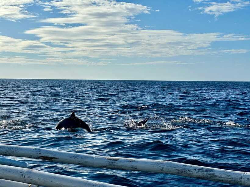 Bohol Balicasag Is Private Tour and Dolphin Watching - Paddle boats and a slower hour