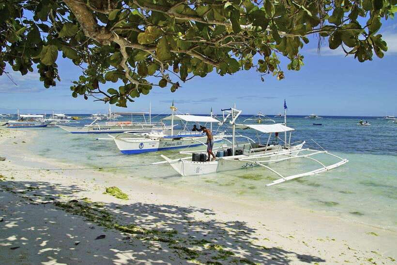 Bohol Balicasag Is Private Tour and Dolphin Watching - Balicasag’s fish, coral, and turtles