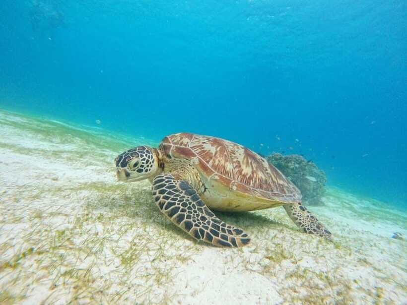 Bohol: Boat Tour to Sandbar and Snorkeling with Turtles - Who Will Get the Most From This Bohol Tour