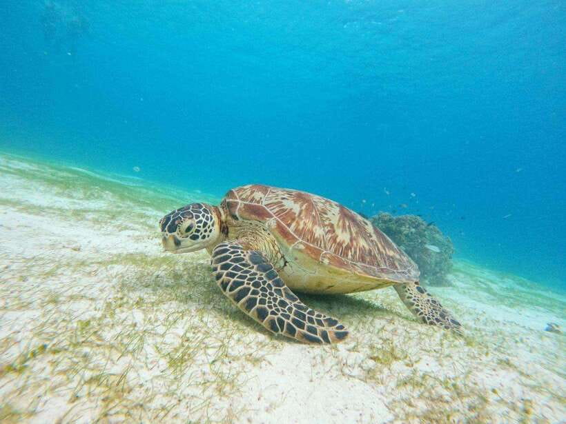 Bohol: Boat Tour to Sandbar and Snorkeling with Turtles - The Early Boat Ride and Dolphin Search