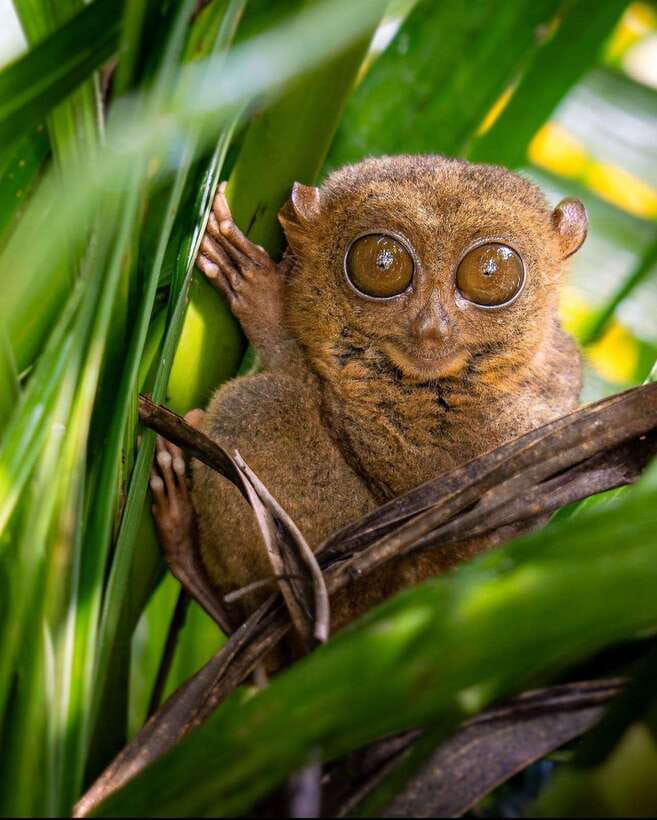 Bohol: Budget Chocolate Hills & Tarsiers -Backpacker Special - What this Bohol day tour is really offering