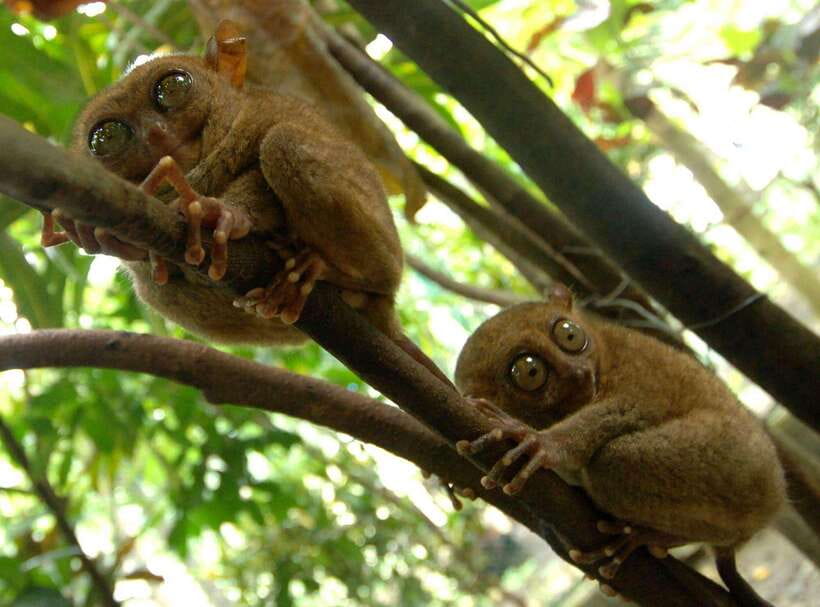 Bohol: Choco Tour + Loboc River Lunch Buffet + ATV Adventure - Sotera’s ATV ride: the part worth getting dirty for