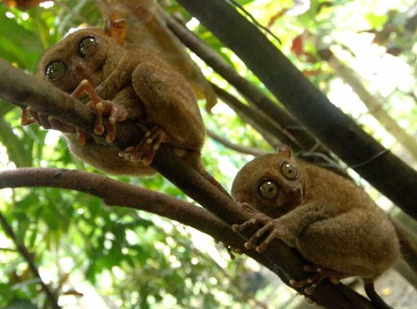 Bohol: Choco Tour + Loboc River Lunch Buffet + ATV Adventure - What the $121 price includes