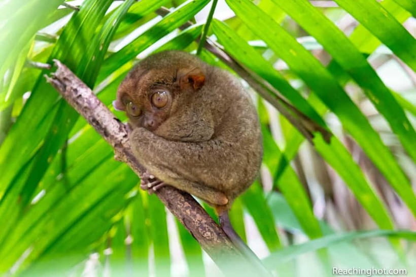 Bohol: Chocolate Hills, Tarsier, and Loboc River Tour - Riding from Panglao into Bohol’s countryside