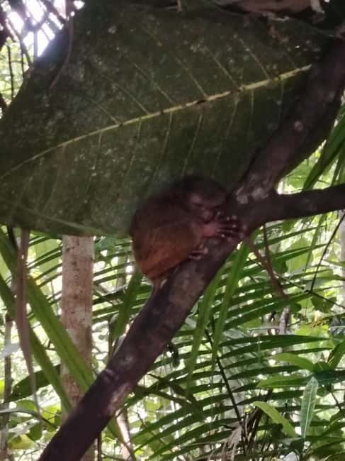 BOHOL: Chocolate Hills, Tarsiers and Loboc River Day Tour - Lemur and Butterfly Park: a stop to consider carefully