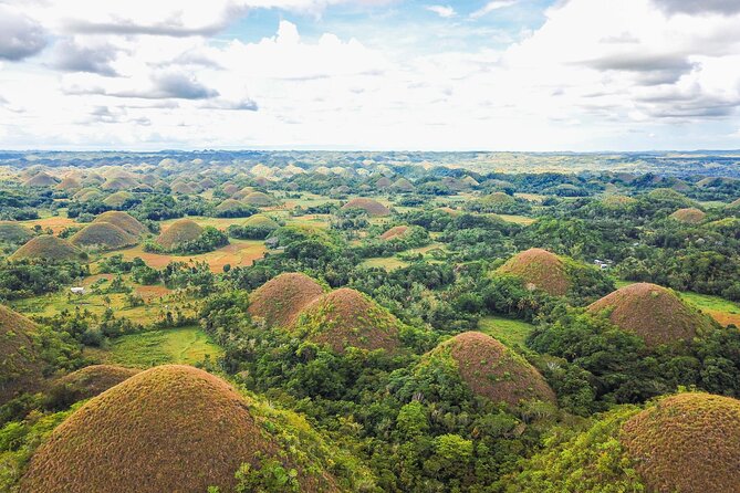 Bohol Countryside Tour: Chocolate Hills, Tarsier and Loboc River - Meeting the tiny tarsiers in Bohol
