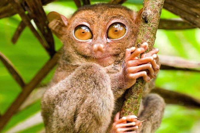 Bohol Countryside Tour to Chocolate Hills and Loboc River - Meeting Bohol’s tiny tarsiers