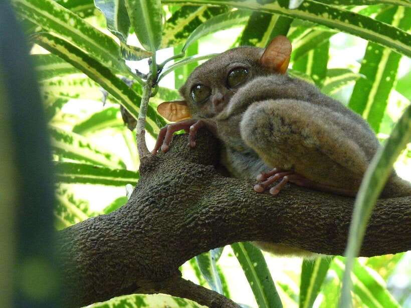 Bohol: Countryside Tour with Tarsiers and Chocolate Hills - Loboc is the practical lunch break