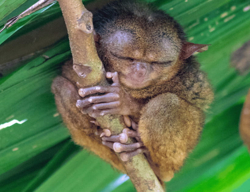 Bohol: Countryside Tour with Tarsiers and Chocolate Hills - Meeting the Philippine tarsier