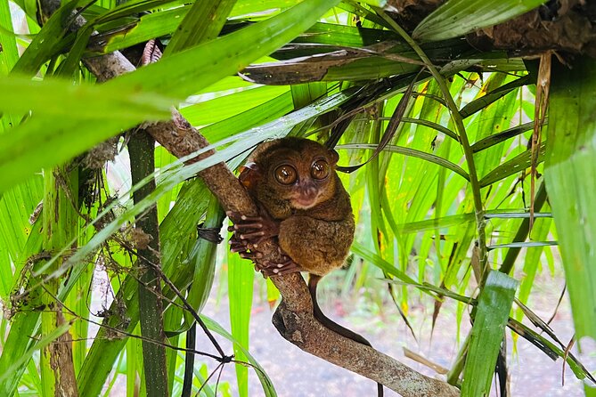Bohol Day Tour with Round-Trip Transfers from Cebu - Why this Bohol day trip works from Cebu