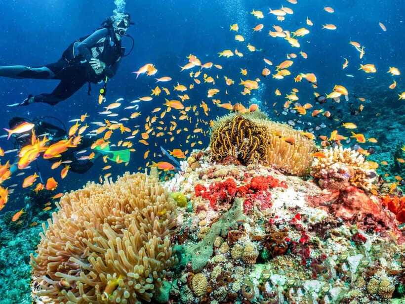 Bohol: Discover Scuba Diving - No Experience Needed - Who will enjoy this experience most