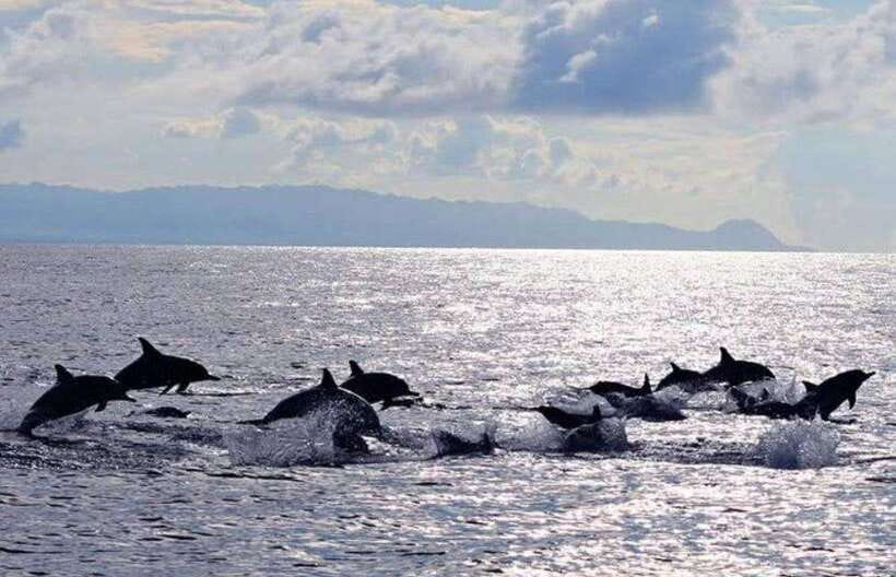 Bohol: Dolphin Watching & Sea Turtle Swim Island Tour - A pre-sunrise boat ride from Panglao