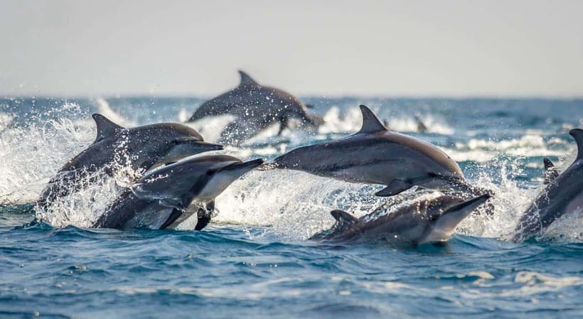 Bohol: Dolphin Watching & Sea Turtle Swim Island Tour - A three-hour island stop with limited land time