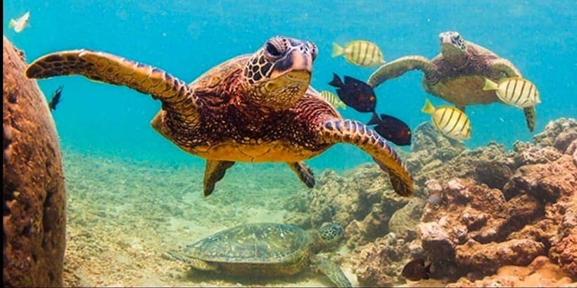 Bohol: Dolphin Watching & Sea Turtle Swim Island Tour - What the guides add to the morning