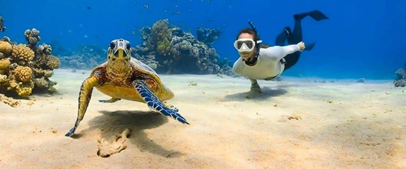 Bohol: Dolphin Watching & Sea Turtle Swim Island Tour - How to prepare for the best morning