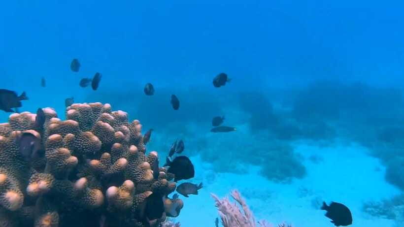 Bohol: Dolphin Watching & Snorkeling at Balicasag Island - How the crew affects the day