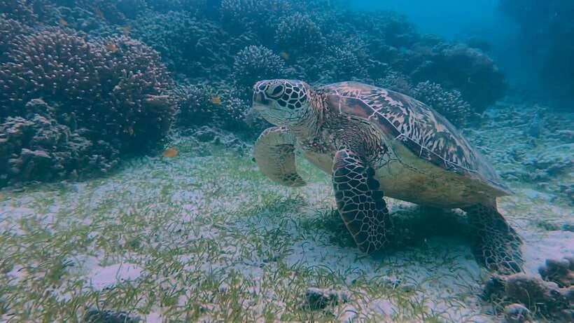 Bohol: Dolphin Watching & Snorkeling at Balicasag Island - Who will get the most from this tour?