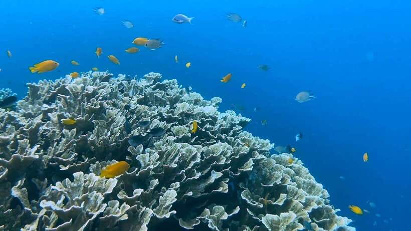 Bohol: Dolphin Watching & Snorkeling at Balicasag Island - My booking advice