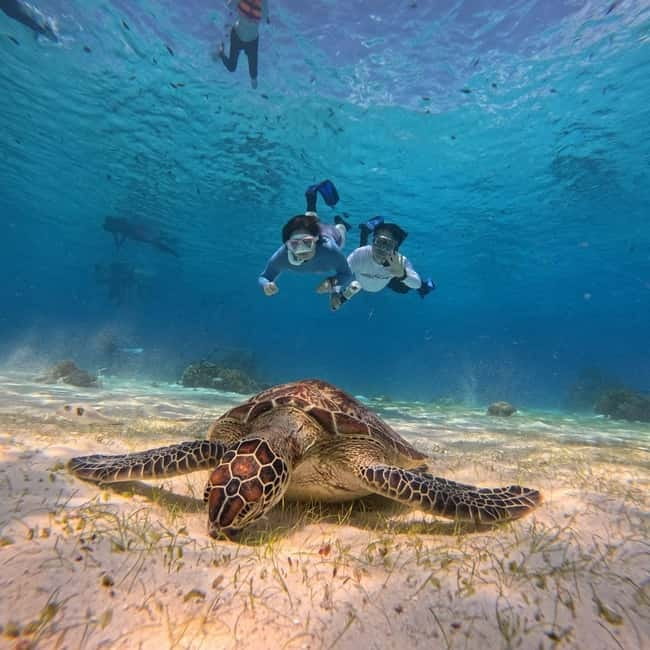 BOHOL: Dolphin Watching, Turtle Swim and Party Boat - Why this Bohol boat trip works well