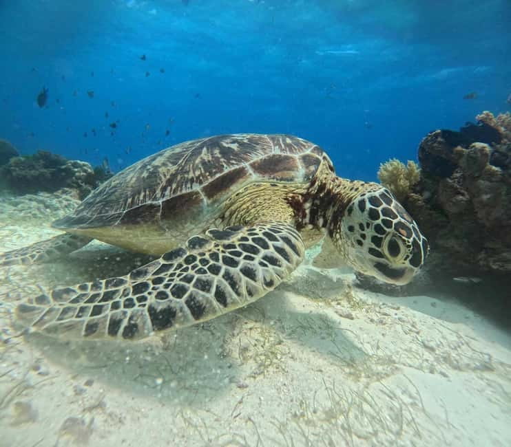 BOHOL: Dolphin Watching, Turtle Swim and Party Boat - Three hours at Balicasag’s turtle and reef sites