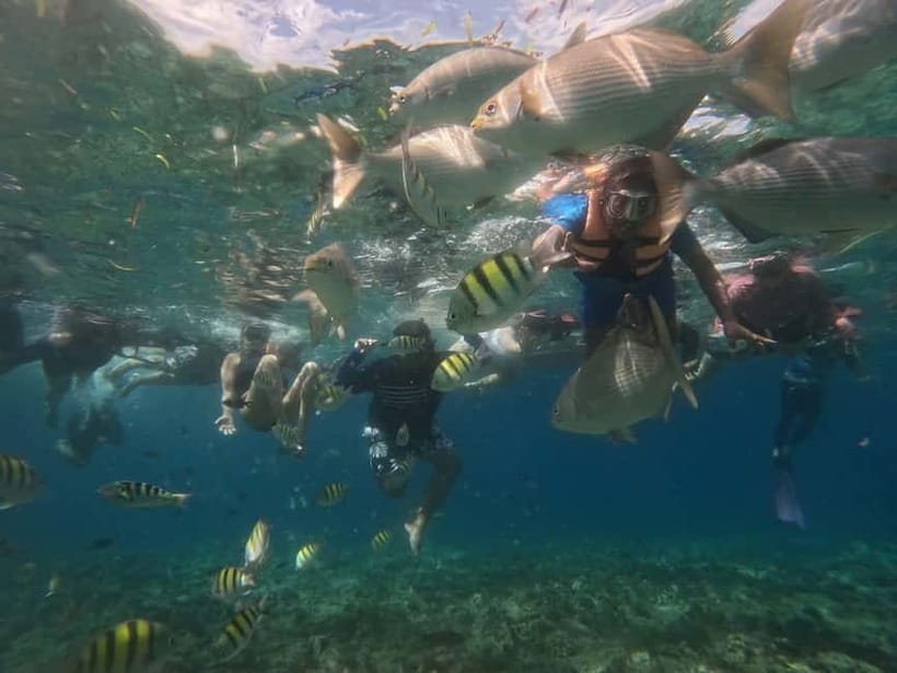 BOHOL: Dolphin Watching, Turtle Swim and Party Boat - Underwater photos without handling a camera