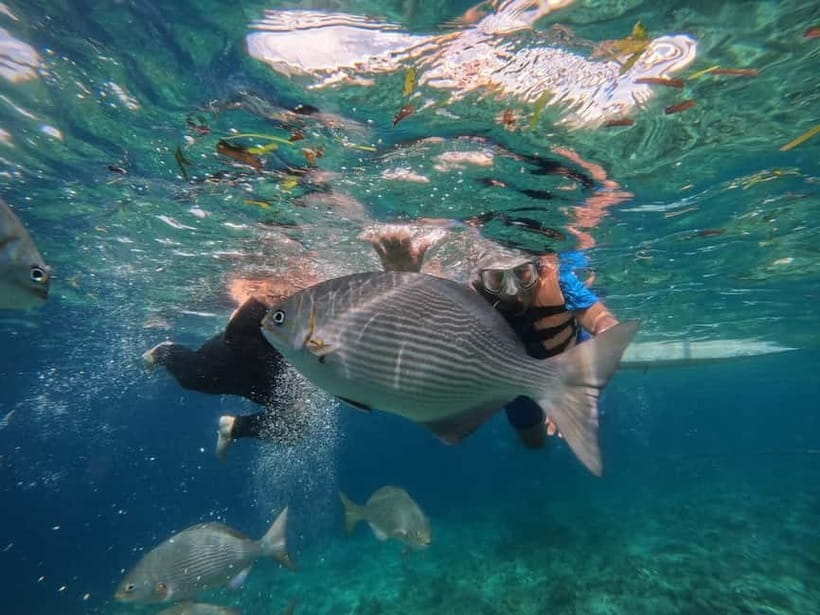 BOHOL: Dolphin Watching, Turtle Swim and Party Boat - Lunch, drinks, and the beach-party promise