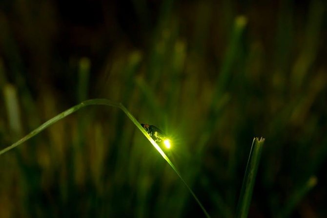Bohol Firefly Watching (Private) - From Panglao or Tagbilaran to the river