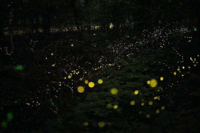 Bohol Firefly Watching (Private) - The private-tour question