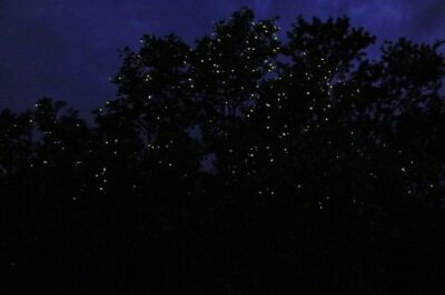 Bohol Firefly Watching (Private)