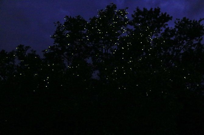 Bohol Firefly Watching (Private) - What happens at Abatan River