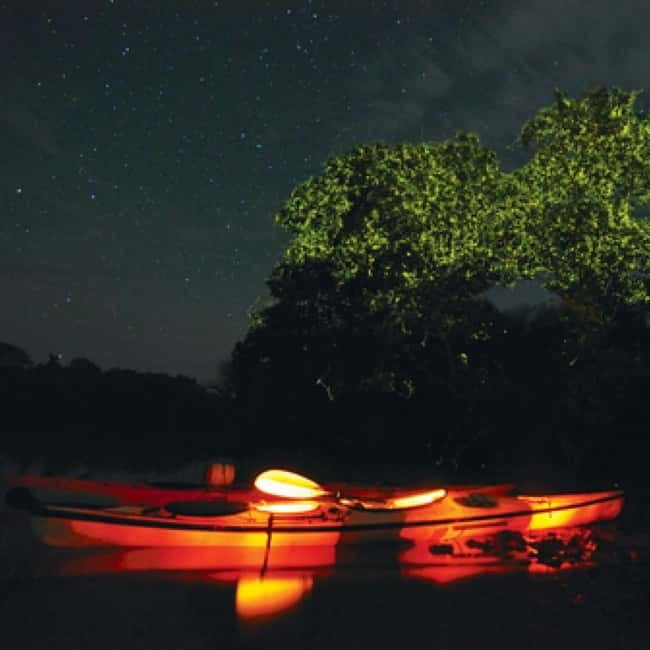 Bohol: Firefly Watching Shared Tour - Two hours along the Loboc mangroves