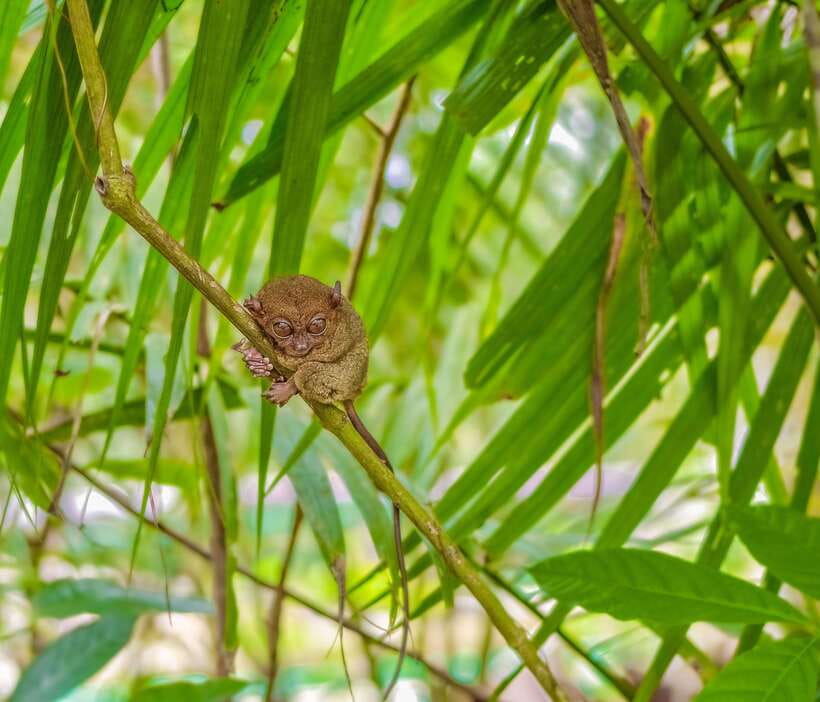 Bohol: Full Day Countryside Tour w Loboc River Lunch - Morning pickup from Panglao or Tagbilaran