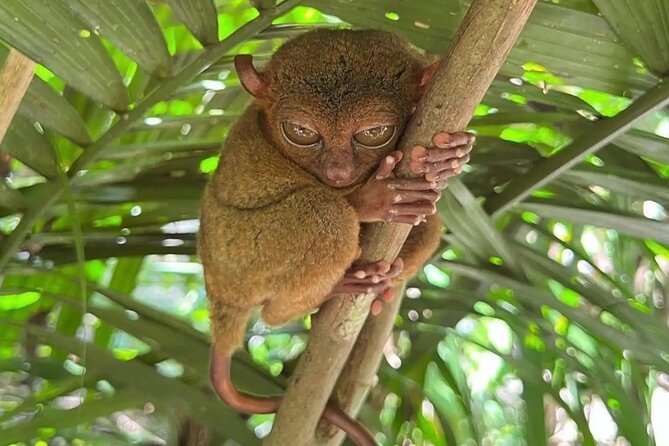Bohol Full Day Waterfall & Countryside Scooter Tour - Quiet observation at the tarsier conservation area