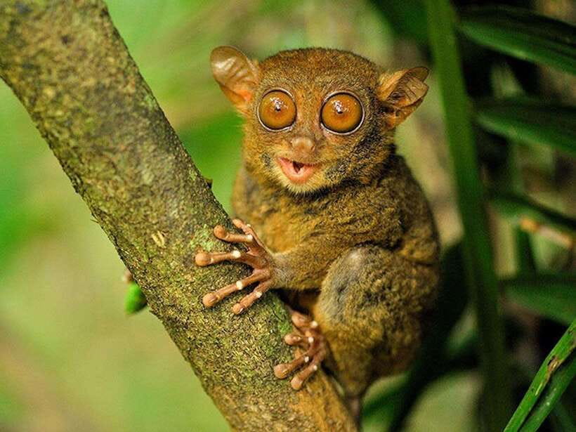 Bohol: Guided Chocolate Hills & Tarsiers Tour - Why this Bohol day works so well