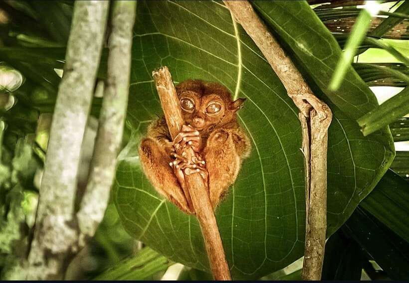 Bohol: Guided Chocolate Hills & Tarsiers Tour - Tarsier Sanctuary and Bohol’s smallest primates