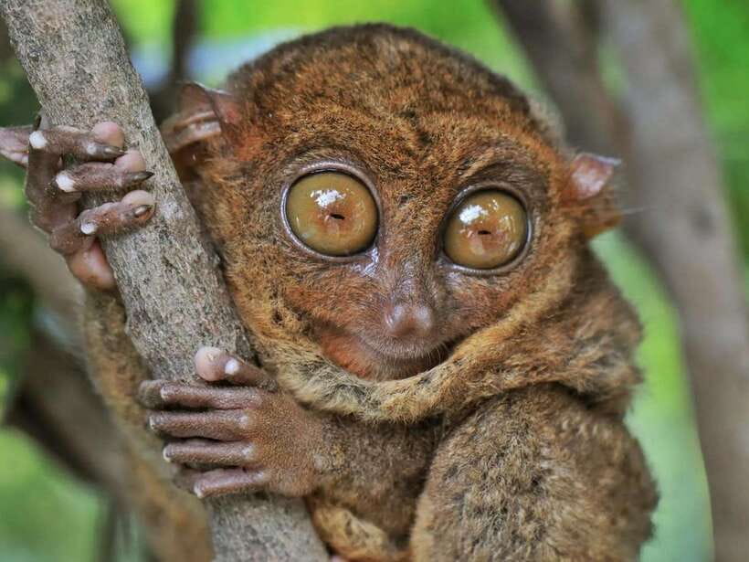 Bohol: Guided Chocolate Hills & Tarsiers Tour - What the $37 price really buys you