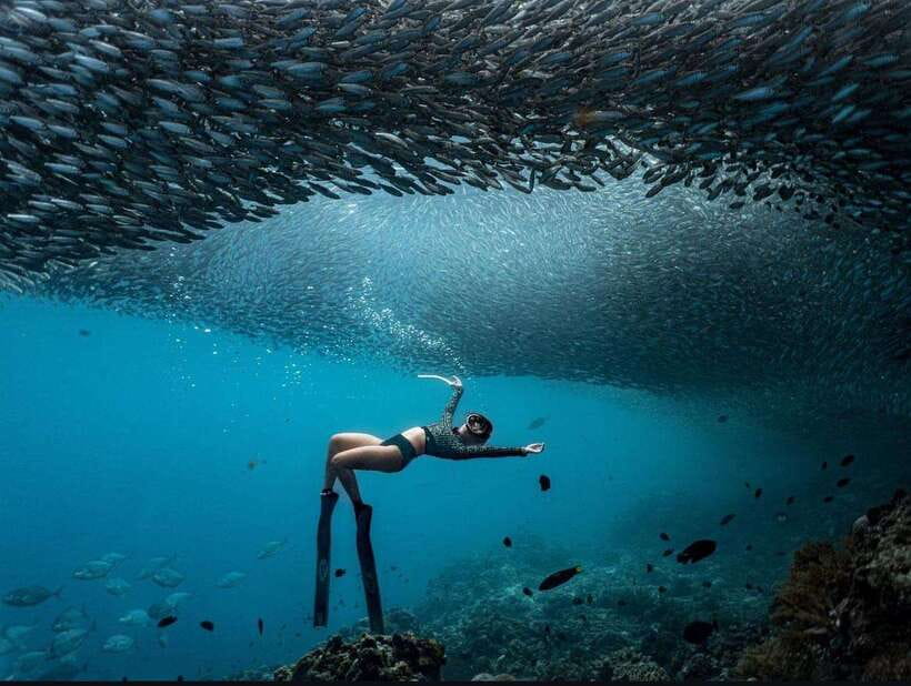 Bohol: Guided Sardine Reef Snorkeling Experience - Key points to know before booking