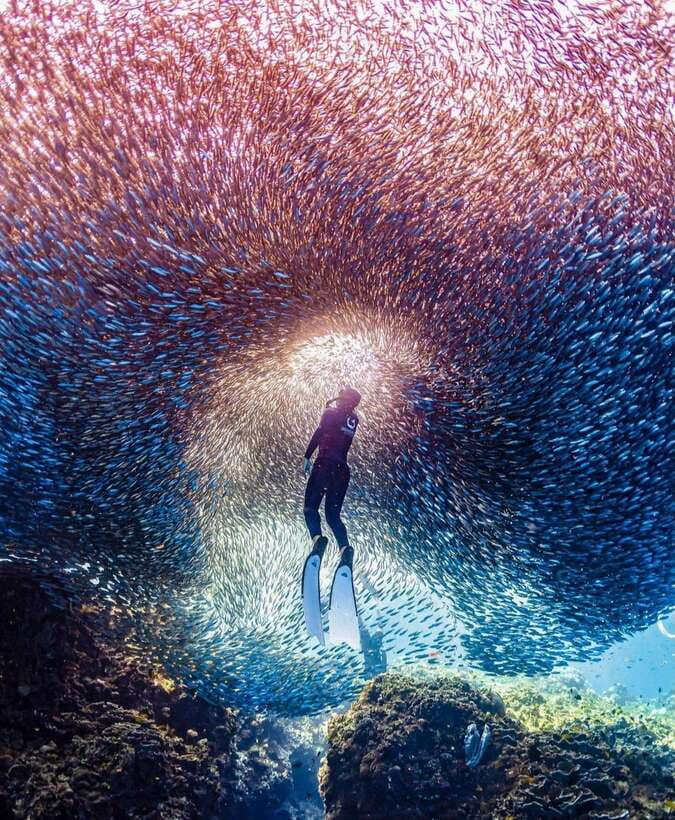 Bohol: Guided Sardine Reef Snorkeling Experience - Pickup in Panglao, with one important boundary