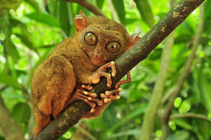 Bohol Highlights Tour: Chocolate Hills, Tarsier Spotting and Loboc River Cruise - A 50-minute Loboc River cruise with Filipino lunch