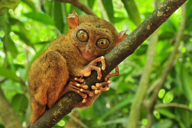 Bohol Highlights Tour: Chocolate Hills, Tarsier Spotting and Loboc River Cruise - Baclayon Church and its 16th-century museum